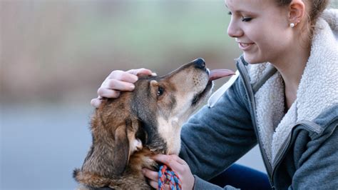 Wie „Hunde und Der Löwe die Komplexität der Mensch-Tier-Beziehung verdeutlicht!